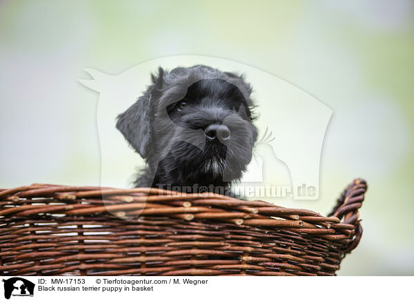 Schwarzer Russischer Terrier Welpe im Krbchen / Black russian terrier puppy in basket / MW-17153