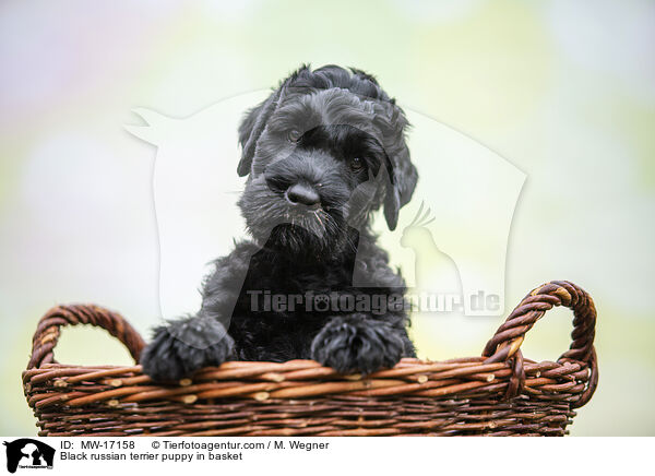 Schwarzer Russischer Terrier Welpe im Krbchen / Black russian terrier puppy in basket / MW-17158