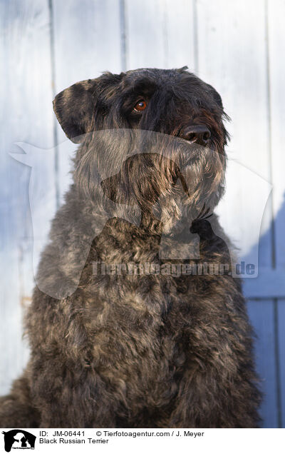 Schwarzer Russischer Terrier / Black Russian Terrier / JM-06441
