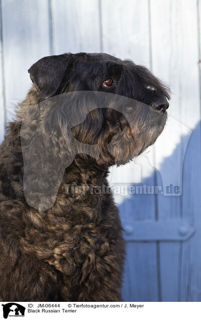 Schwarzer Russischer Terrier / Black Russian Terrier / JM-06444