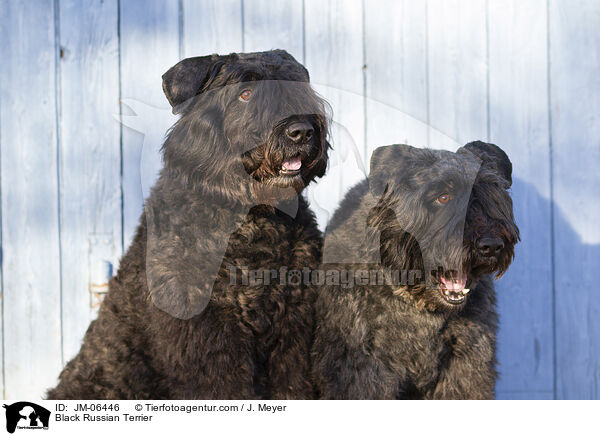 Schwarzer Russischer Terrier / Black Russian Terrier / JM-06446