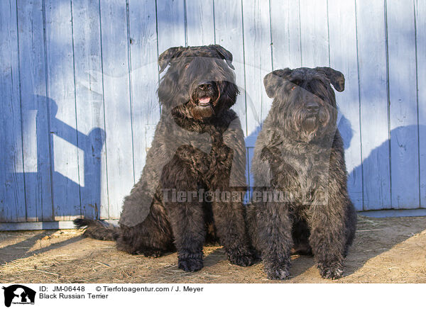 Schwarzer Russischer Terrier / Black Russian Terrier / JM-06448