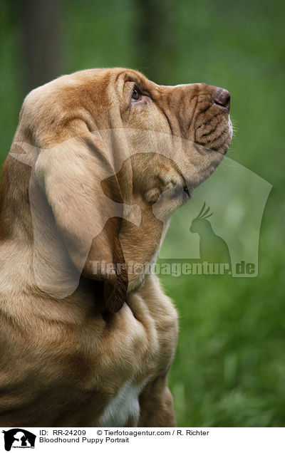 Bloodhound Puppy Portrait / RR-24209