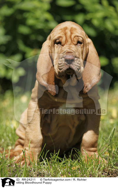sitting Bloodhound Puppy / RR-24211