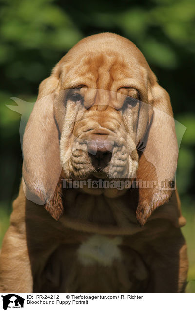 Bloodhound Puppy Portrait / RR-24212