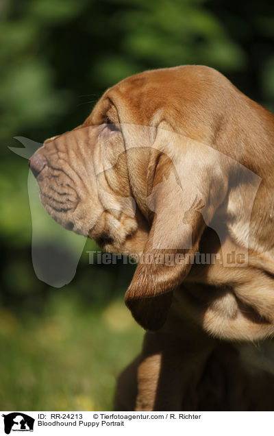 Bloodhound Puppy Portrait / RR-24213