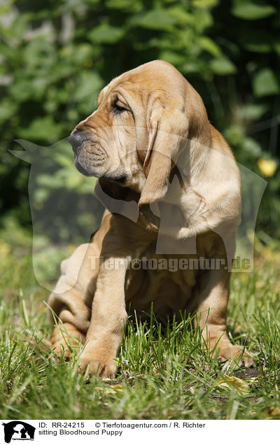 sitting Bloodhound Puppy / RR-24215