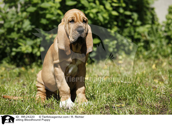 sitting Bloodhound Puppy / RR-24220