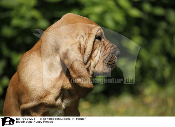 Bloodhound Puppy Portrait / RR-24221