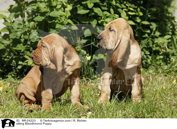 sitting Bloodhound Puppy / RR-24223