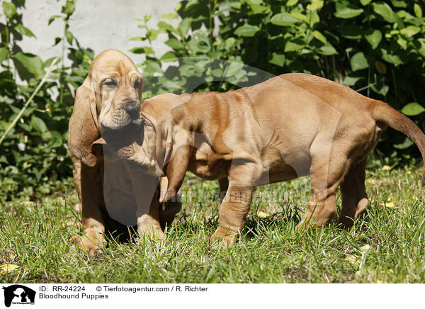 Bloodhound Puppies / RR-24224