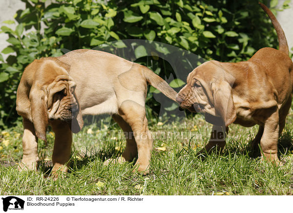 Bloodhound Puppies / RR-24226