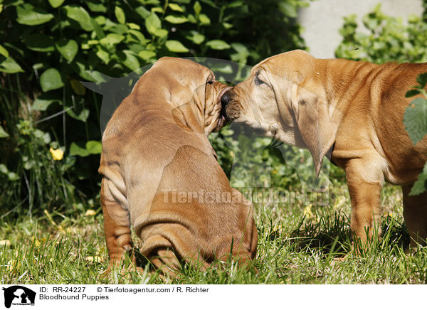 Bloodhound Puppies / RR-24227