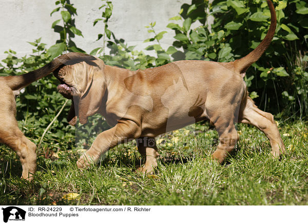 Bloodhound Puppies / RR-24229