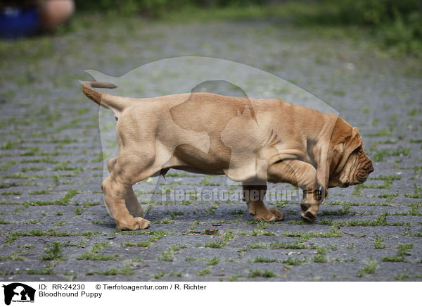 Bloodhound Puppy / RR-24230