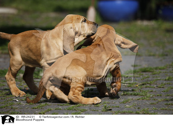 Bloodhound Puppies / RR-24231