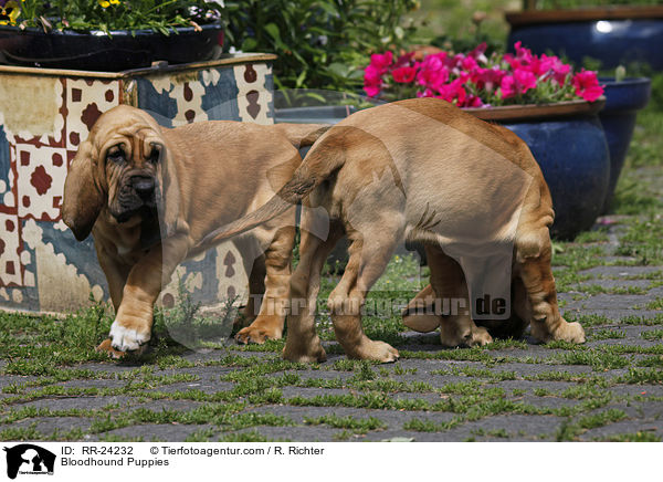 Bloodhound Puppies / RR-24232