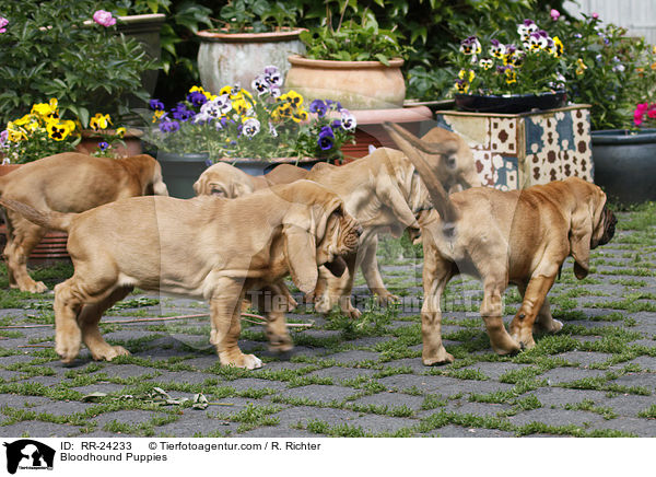 Bloodhound Puppies / RR-24233