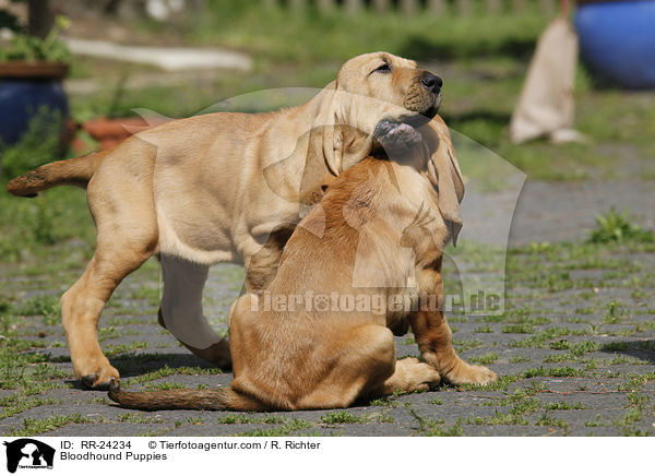 Bloodhound Puppies / RR-24234