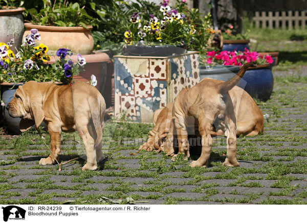 Bloodhound Puppies / RR-24239