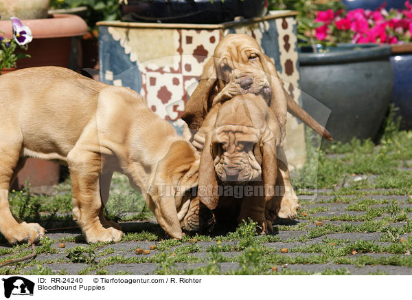 Bloodhound Puppies / RR-24240