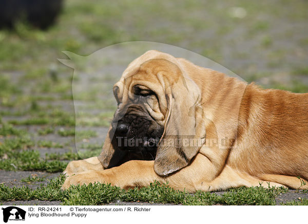 lying Bloodhound Puppy / RR-24241