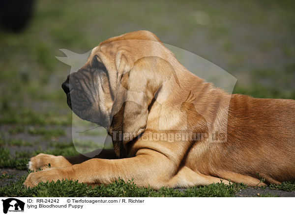 lying Bloodhound Puppy / RR-24242