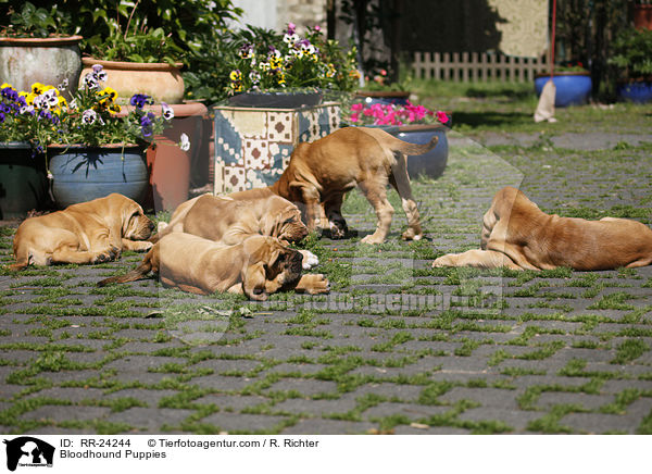 Bloodhound Puppies / RR-24244