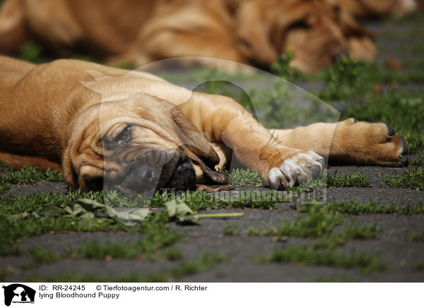 lying Bloodhound Puppy / RR-24245