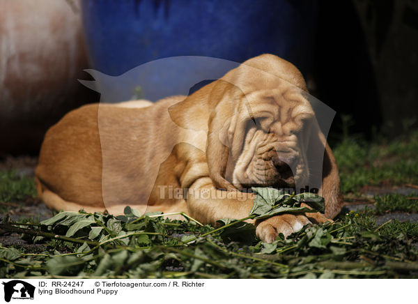 lying Bloodhound Puppy / RR-24247