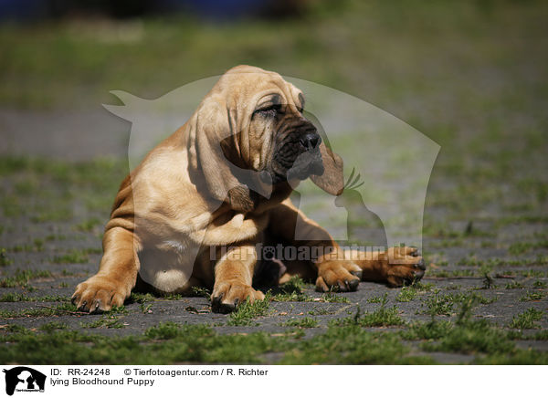 lying Bloodhound Puppy / RR-24248