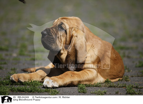 lying Bloodhound Puppy / RR-24249