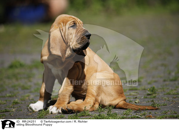 sitting Bloodhound Puppy / RR-24251