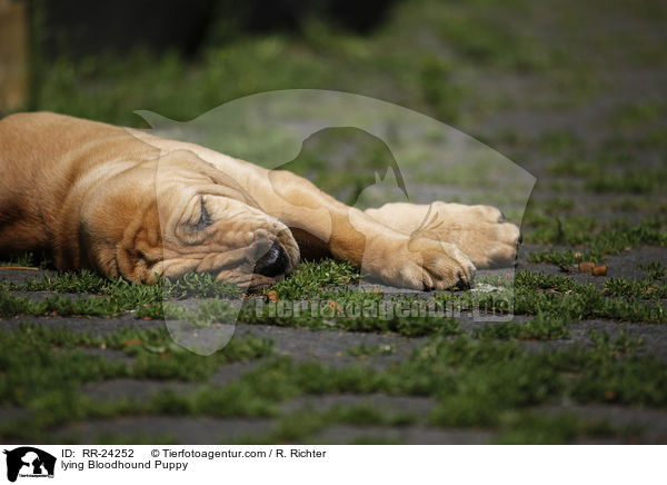 lying Bloodhound Puppy / RR-24252