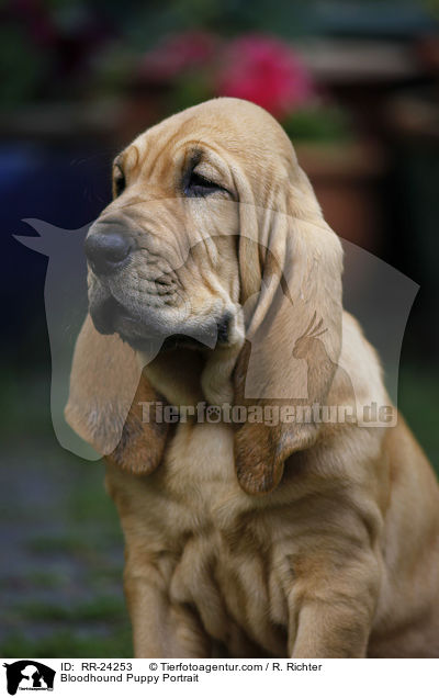 Bloodhound Puppy Portrait / RR-24253
