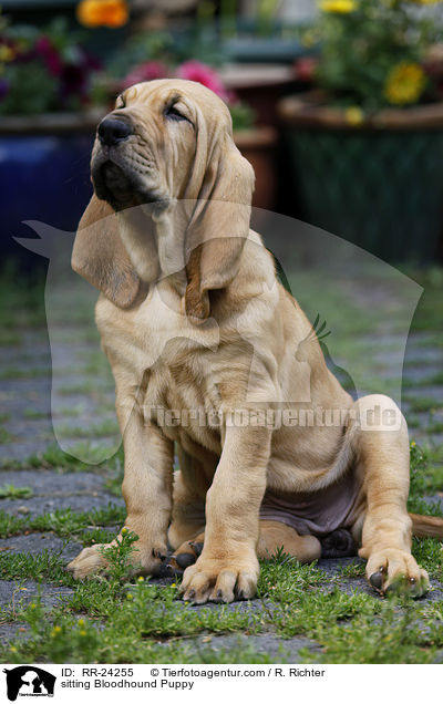 sitting Bloodhound Puppy / RR-24255
