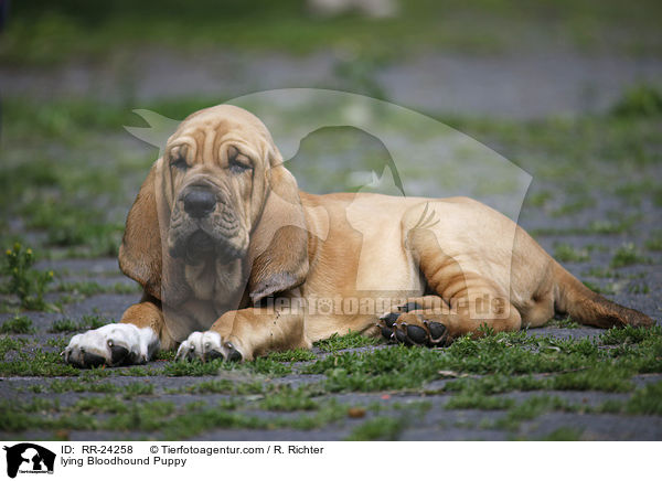 lying Bloodhound Puppy / RR-24258