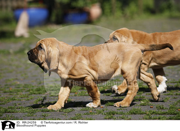 Bloodhound Puppies / RR-24259