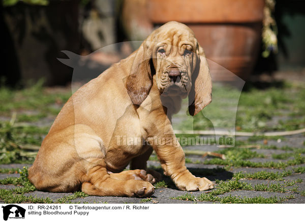 sitting Bloodhound Puppy / RR-24261