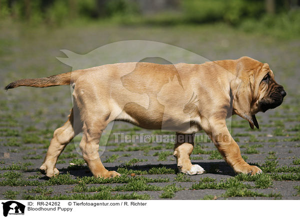 Bloodhound Puppy / RR-24262