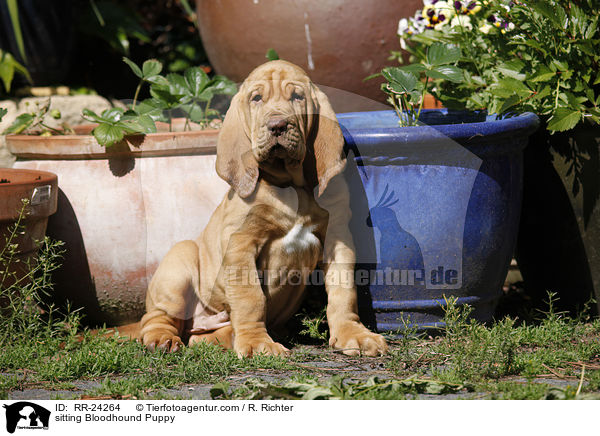 sitting Bloodhound Puppy / RR-24264