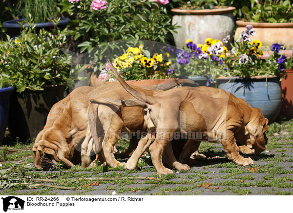 Bloodhound Puppies / RR-24266