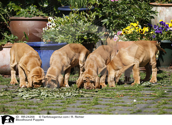 Bloodhound Puppies / RR-24268