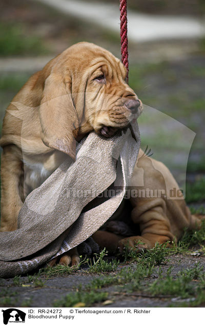 Bloodhound Puppy / RR-24272