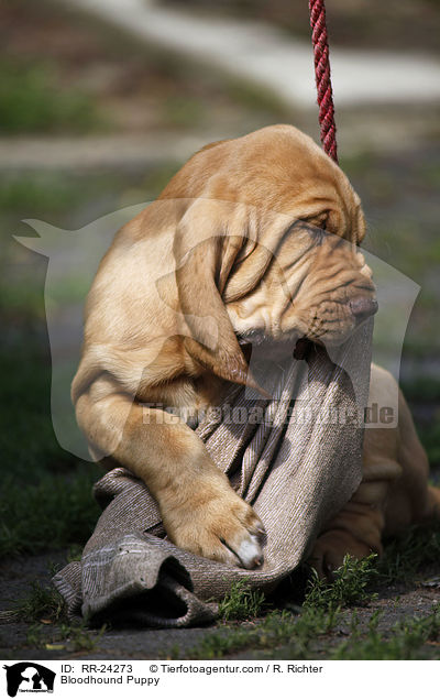 Bloodhound Puppy / RR-24273