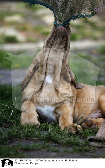 Bloodhound Puppy / RR-24274
