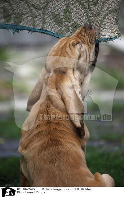 Bloodhound Puppy / RR-24275