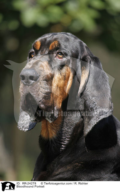 Bloodhound Portrait / RR-24278