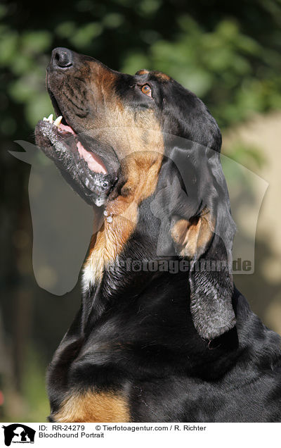 Bloodhound Portrait / RR-24279