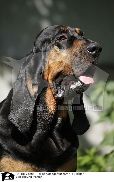 Bloodhound Portrait / RR-24281
